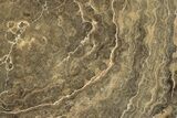 Polished Fossil Rugose Coral Slab - Morocco #276088-1